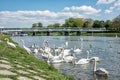 Krásny labute na rieka strana most, slovensko 